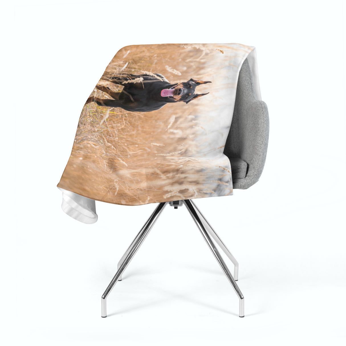 Coperta in Flanella Pinscher nell'Erba Dorata acquistare Coperta in Flanella Pinscher nell'Erba Dorata — Foto