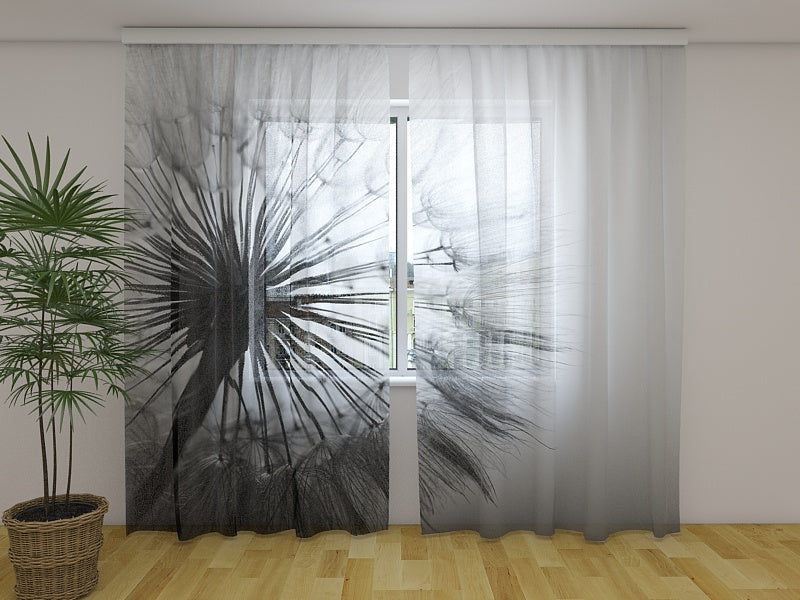 Foto Tende Dente di Leone Meraviglioso in Bianco e Nero acquistare Foto Tende Dente di Leone Meraviglioso in Bianco e Nero — Foto