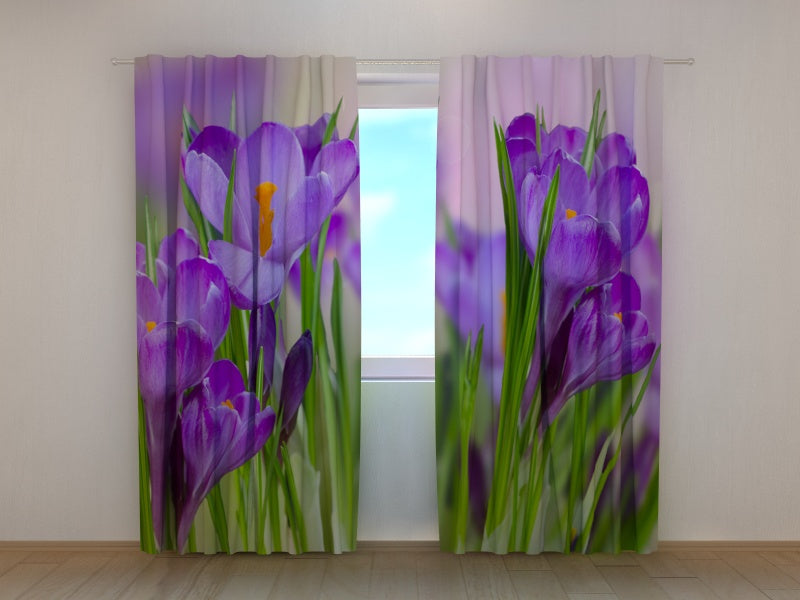Foto Tende Primi Crocus acquistare Foto Tende Primi Crocus — Foto