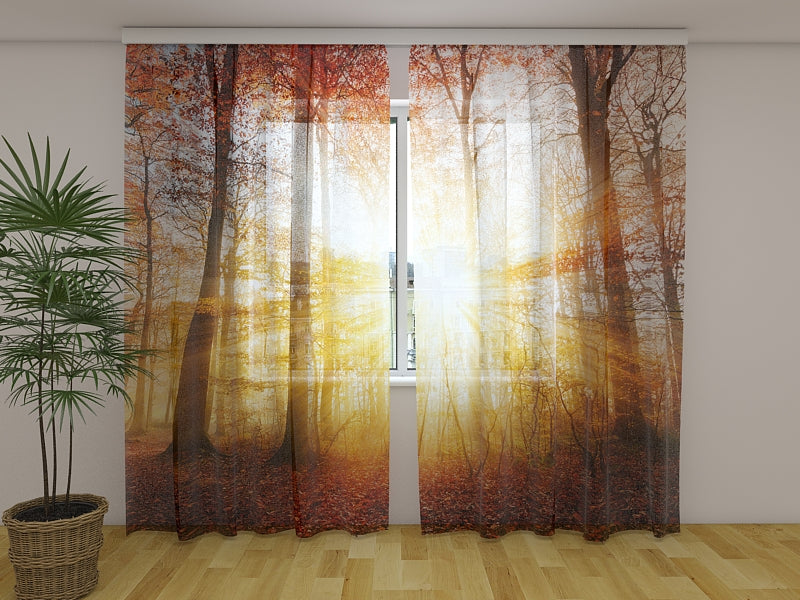 Foto Tende Bella Luce Solare Autunnale in una Foresta acquistare Foto Tende Bella Luce Solare Autunnale in una Foresta — Foto