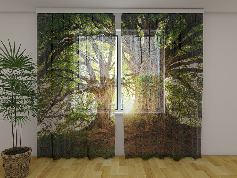 Foto Tende Magnifici Vecchi Alberi acquistare Foto Tende Magnifici Vecchi Alberi — Foto