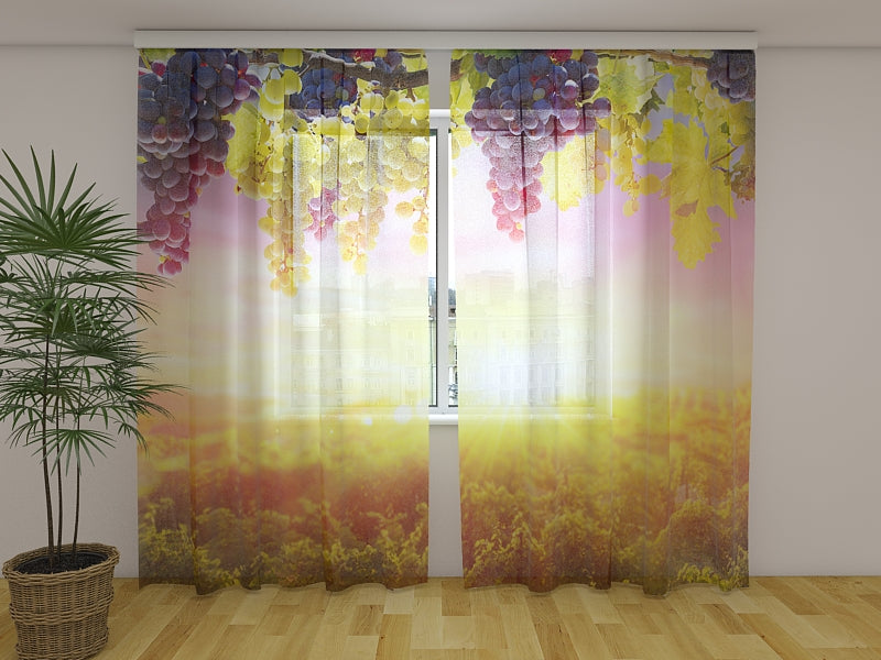 Foto Tende Grappoli d'Uva al Sole Estivo acquistare Foto Tende Grappoli d'Uva al Sole Estivo — Foto