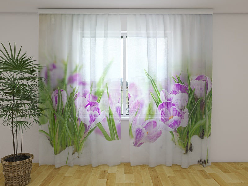 Foto Tende Crocus sulla Neve acquistare Foto Tende Crocus sulla Neve — Foto