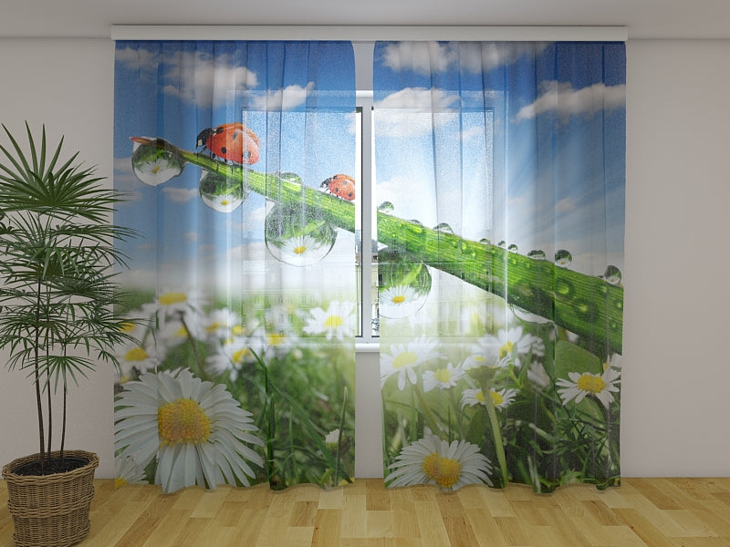 Foto Tende Coccinelle sulle Camomille acquistare Foto Tende Coccinelle sulle Camomille — Foto