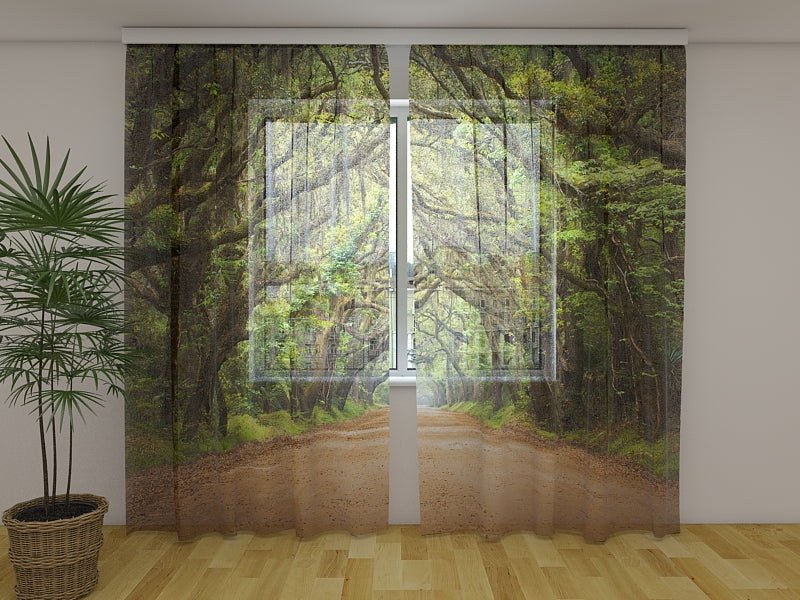 Foto Tende Alberi di Quercia in Australian Botany Bay acquistare Foto Tende Alberi di Quercia in Australian Botany Bay — Foto