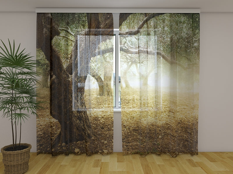 Foto Tende Olivi Secolari acquistare Foto Tende Olivi Secolari — Foto