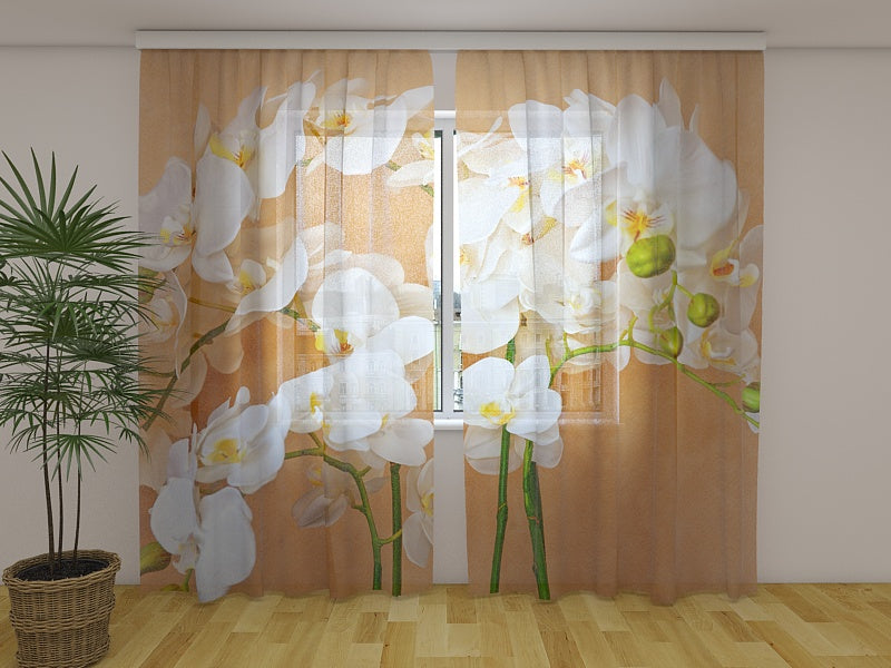 Foto Tende Orchidee Asiatiche acquistare Foto Tende Orchidee Asiatiche — Foto