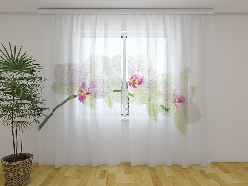Foto Tende Ramoscello di Orchidea Bianca acquistare Foto Tende Ramoscello di Orchidea Bianca — Foto