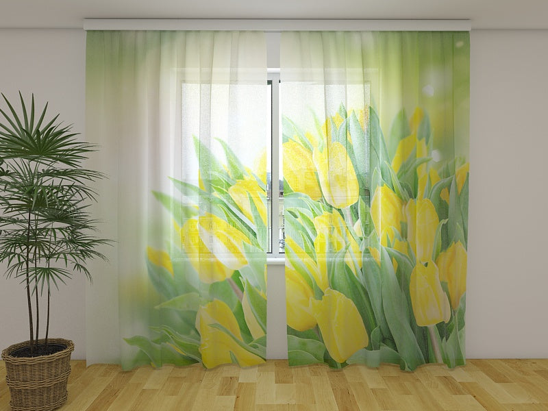 Foto Tende Vivaci Tulipani Gialli Primaverili acquistare Foto Tende Vivaci Tulipani Gialli Primaverili — Foto