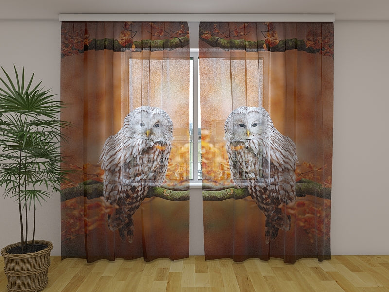 Foto Tende Allocco Degli Urali in Autunno Foresta di Querce acquistare Foto Tende Allocco Degli Urali in Autunno Foresta di Querce — Foto