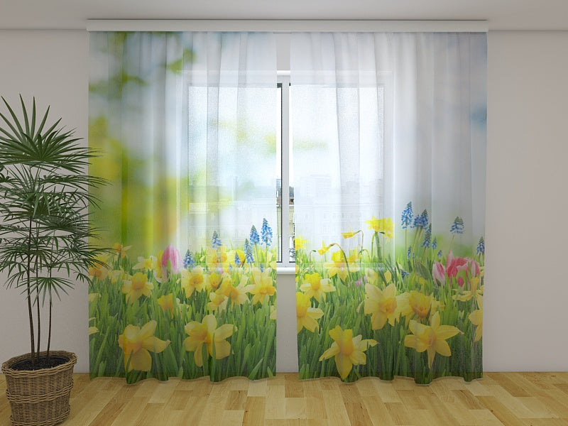 Foto Tende Giunchiglie Gialle acquistare Foto Tende Giunchiglie Gialle — Foto