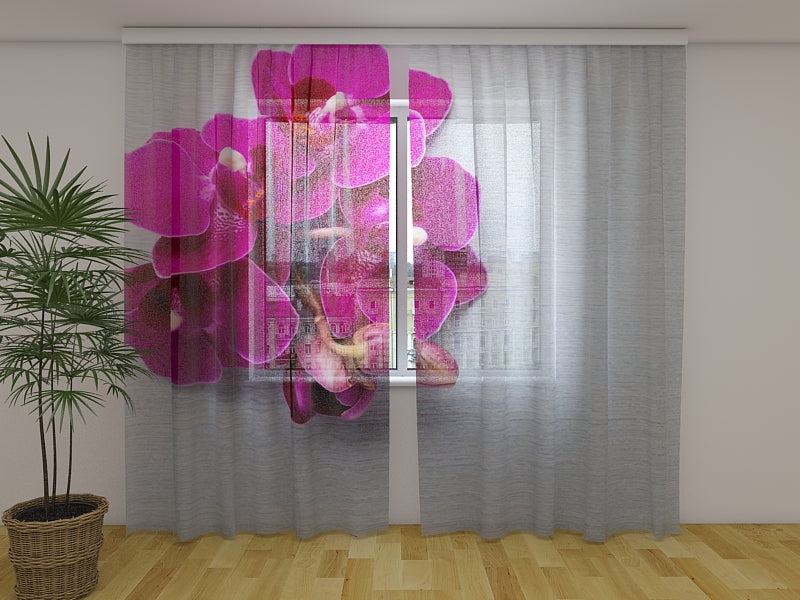 Foto Tende Orchidea Color Lampone su Legno Grigio acquistare Foto Tende Orchidea Color Lampone su Legno Grigio — Foto