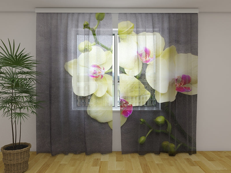 Foto Tende Orchidee Gialle sul Grigio acquistare Foto Tende Orchidee Gialle sul Grigio — Foto