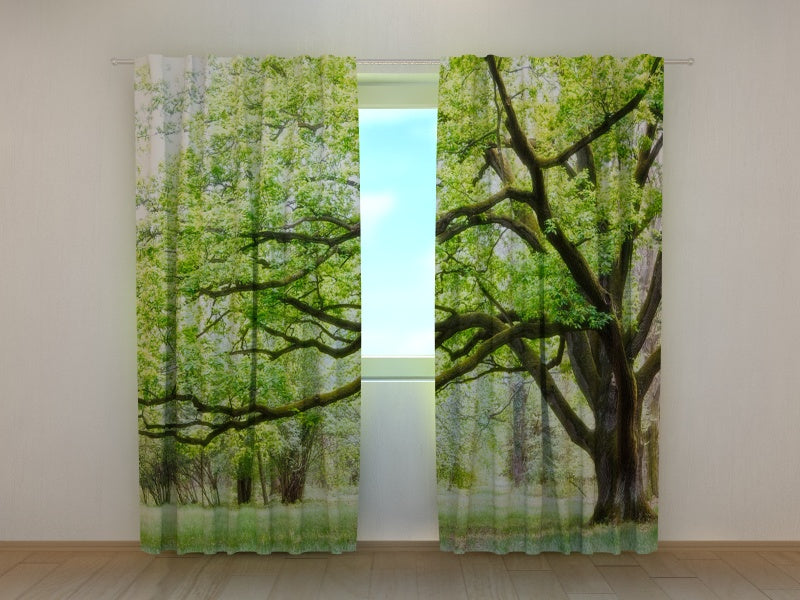 Foto Tende Albero Verde acquistare Foto Tende Albero Verde — Foto