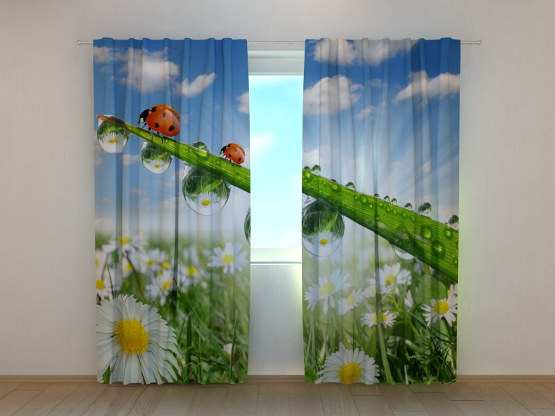 Foto Tende Coccinelle sulle Camomille acquistare Foto Tende Coccinelle sulle Camomille — Foto