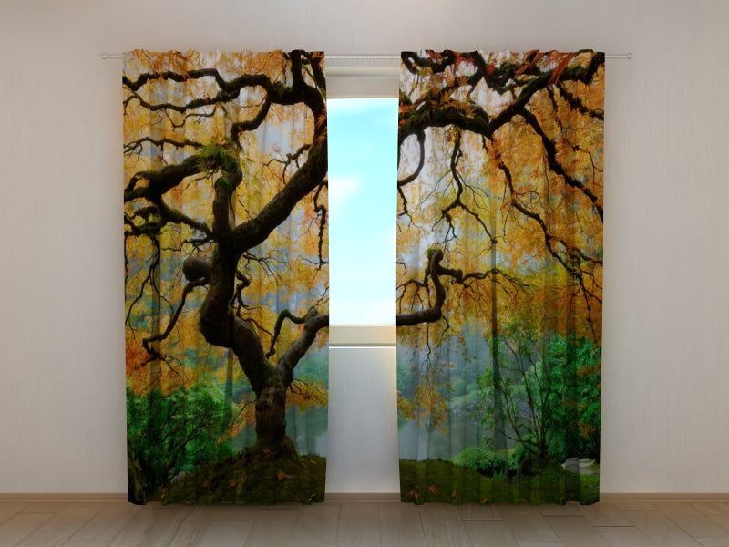 Foto Tende Vecchio Acero Giapponese acquistare Foto Tende Vecchio Acero Giapponese — Foto