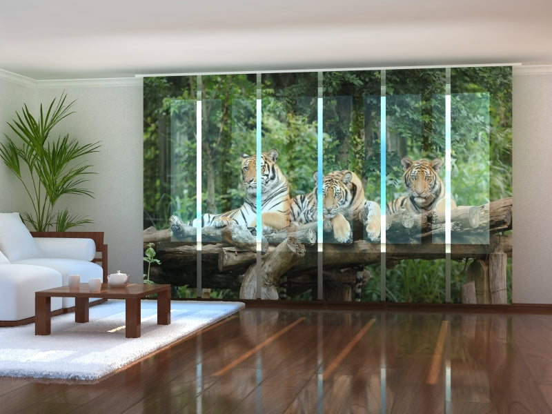 Set di 6 Tende a Pannello Giovani Tigri acquistare Set di 6 Tende a Pannello Giovani Tigri — Foto