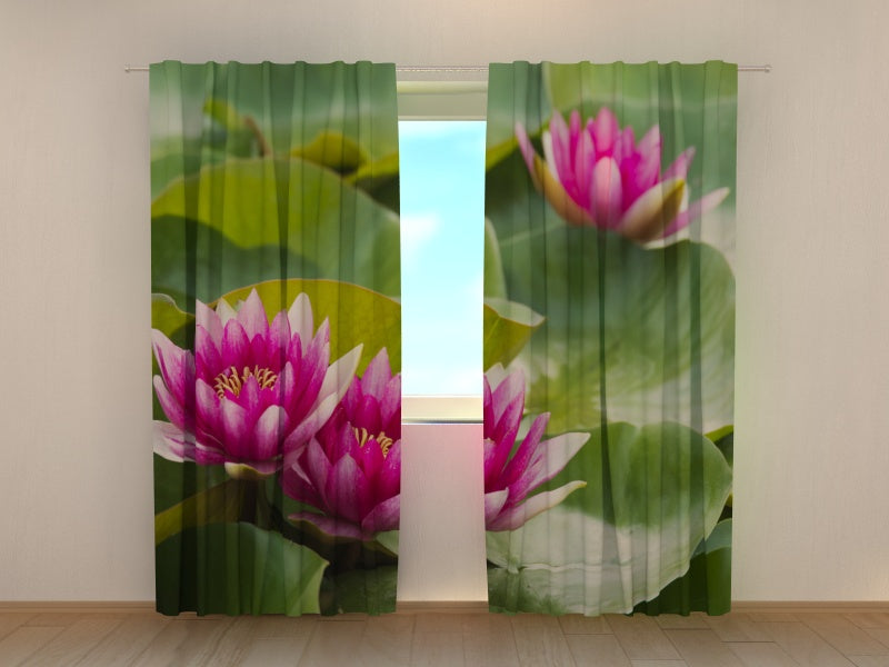 Foto Tende Giglio Porpora acquistare Foto Tende Giglio Porpora — Foto