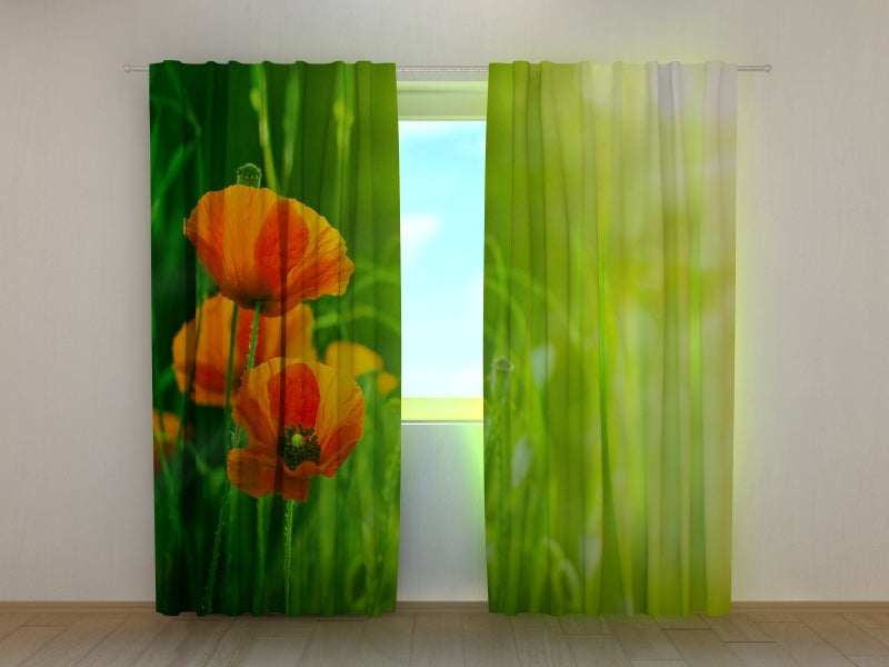 Foto Tende Papaveri Rossi Nel Prato Verde acquistare Foto Tende Papaveri Rossi Nel Prato Verde — Foto