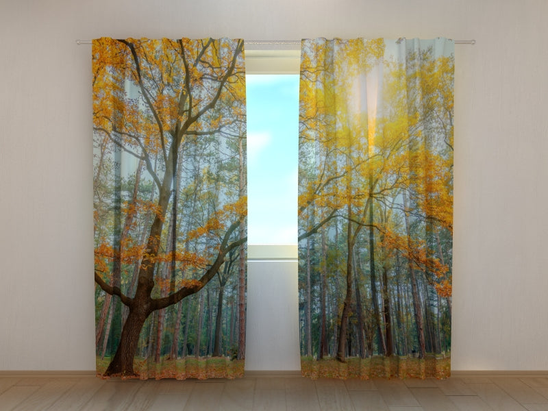 Foto Tende Sole nella Foresta acquistare Foto Tende Sole nella Foresta — Foto