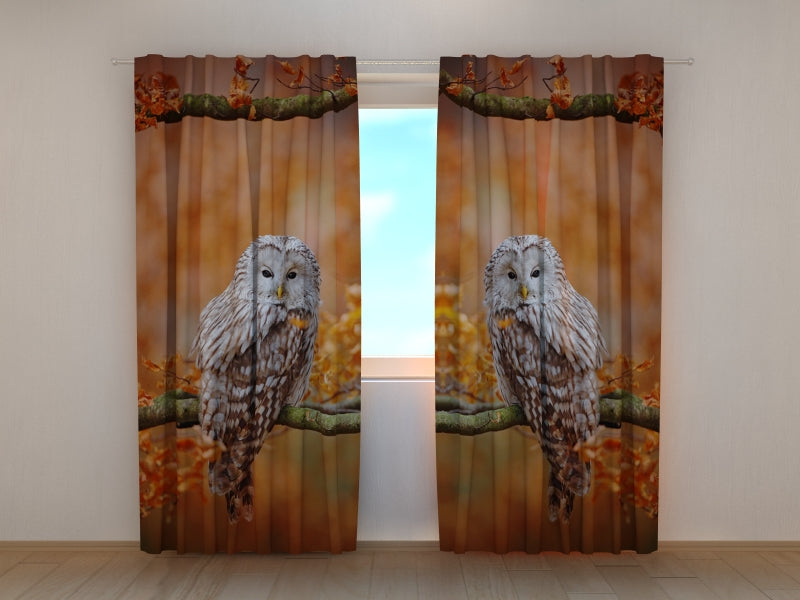 Foto Tende Allocco Degli Urali in Autunno Foresta di Querce acquistare Foto Tende Allocco Degli Urali in Autunno Foresta di Querce — Foto