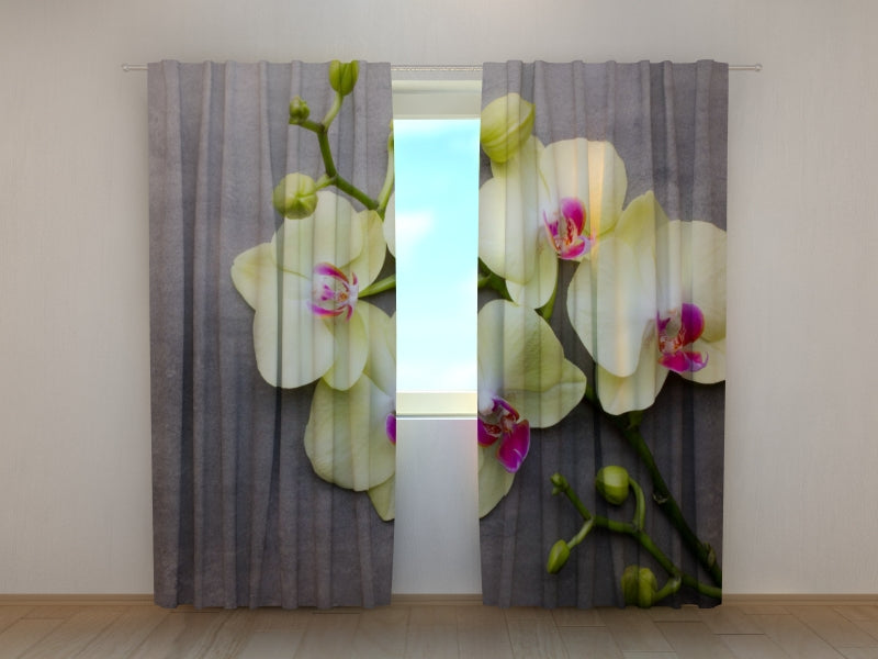 Foto Tende Orchidee Gialle sul Grigio acquistare Foto Tende Orchidee Gialle sul Grigio — Foto