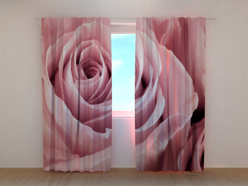 Foto Tende Meravigliosa Rosa Rosa — Foto