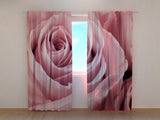 Foto Tende Meravigliosa Rosa Rosa — Foto