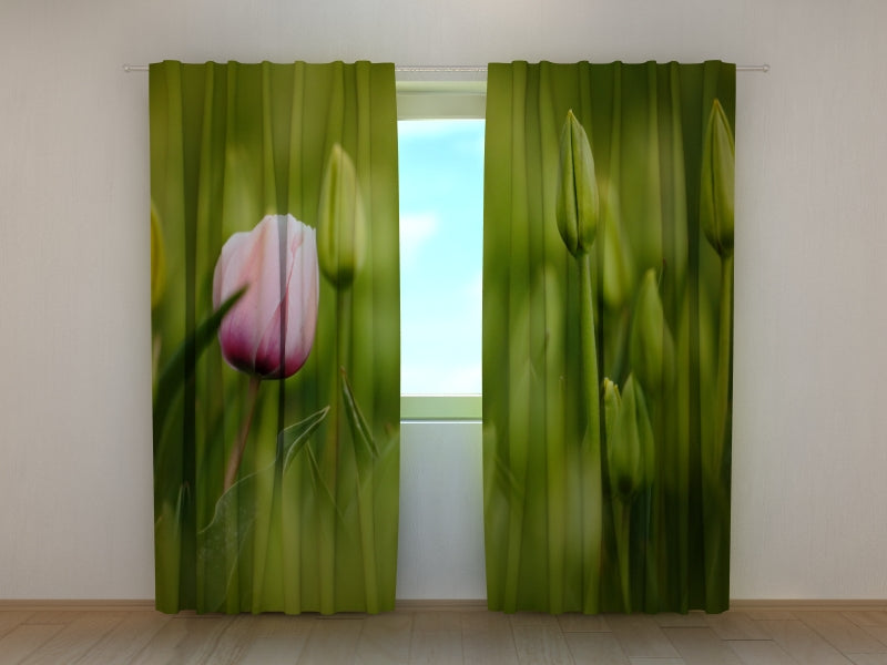 Foto Tende Primo Tulipano Rosa — Foto