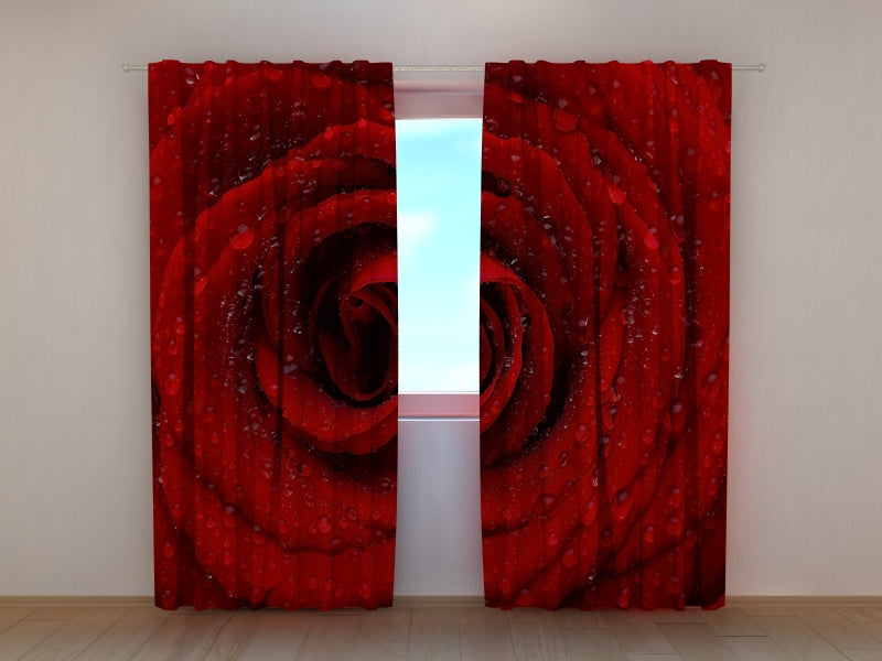 Foto Tende Rosa Rossa Fresca — Foto