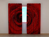 Foto Tende Rosa Rossa Fresca — Foto
