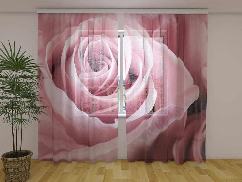 Foto Tende Meravigliosa Rosa Rosa