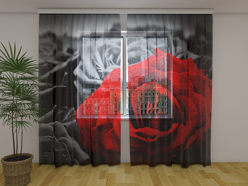 Foto Tende Rosa Rossa in Bianco e Nero