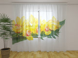 Foto Tende Orchidee Gialle — Foto
