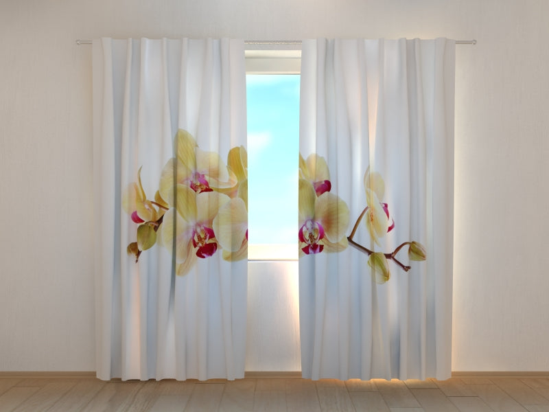 Foto Tende Orchidea Dorata su Bianco — Foto