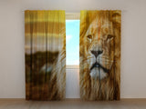 Foto Tende Leone nella Savana — Foto