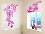 Tende a Pacchetto Orchidea Rosa Perfetta — Foto