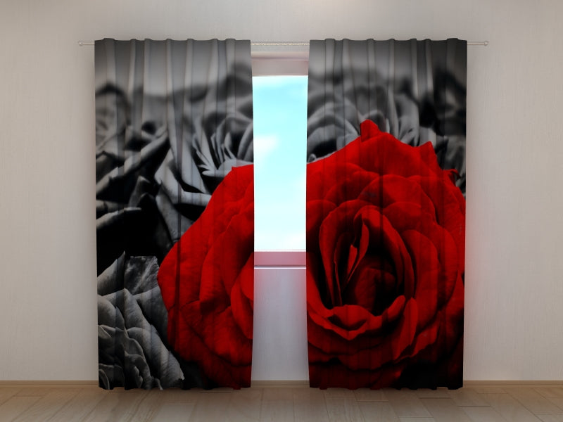 Foto Tende Rosa Rossa in Bianco e Nero — Foto