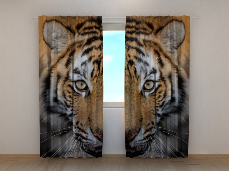 Foto Tende Tigre Siberiana — Foto