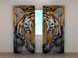 Foto Tende Tigre Siberiana — Foto