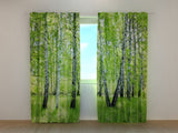 Foto Tende Foresta di Betulle d'Estate — Foto